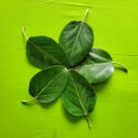 GREEN LEAVES (Alamaram leaves) GL 001