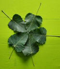 GREEN LEAVES (Arasamaram leaves) GL 002