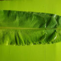 GREEN LEAVES (Banana tree leaves) GL 003