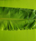 GREEN LEAVES (Banana tree leaves) GL 003
