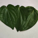 GREEN LEAVES (Pan leaves) GL 004