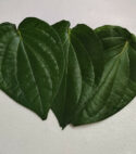 GREEN LEAVES (Pan leaves) GL 004