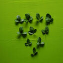 GREEN LEAVES (Vilvam leaves) GL 005